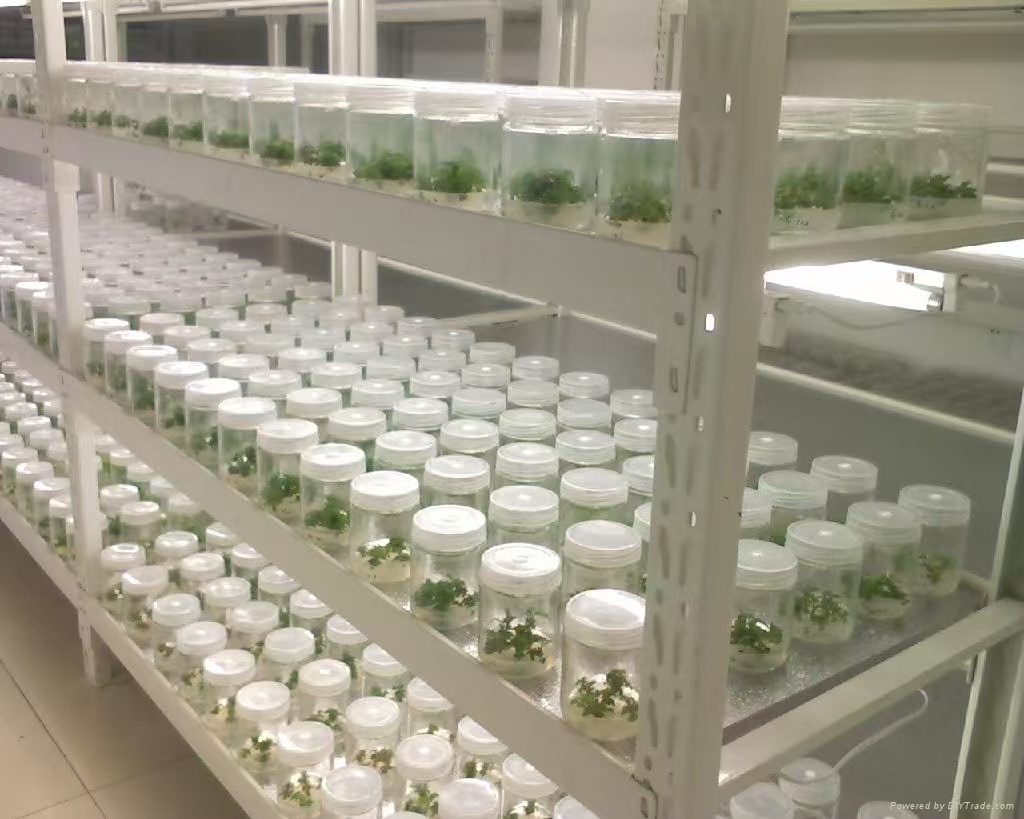 上海组培实验室应该如何布局